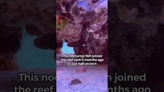 Captive Bred Marine Betta is starting to come out of the cave