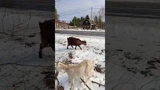 асфальтные луга, снежные берега