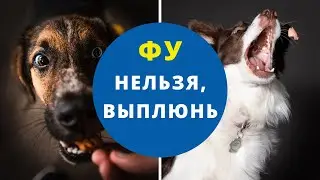 Урок 4.  Как научить собаку выполнять команды 