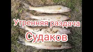 Судак.Утренний клев судака на спининг.Спининг на реке ИК.