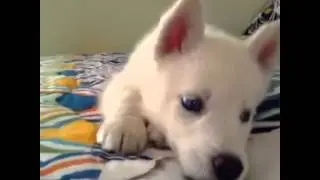 Best Instagram and Vine Videos