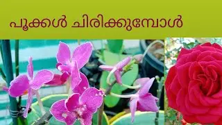 Festival of Flowers Kollam