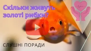 Золоті рибки можуть жити довше