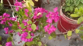 My Simple Garden is live!
