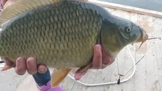 Рибалимо, риба не перестає дивувати! 🐟🤔