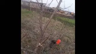 черешня привил на черешню другие сорта черешни
