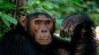 The Monkey's Paw - FULL AUDIOBOOK W. W. Jacobs