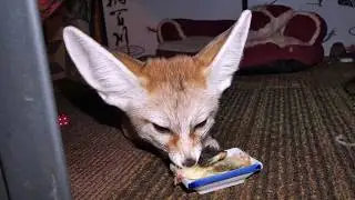 Fennec Fox Wing Day -  Birthday Treat