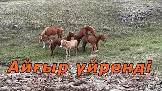 Айғыр құлындарға үйренді | Үйір далаға жібердік #ауылөмірі #айғыр #жылкылар #кабирхан #құлын