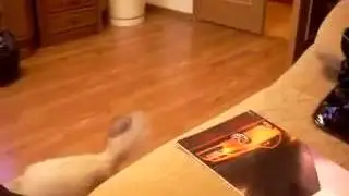 Как кот хотел машину
