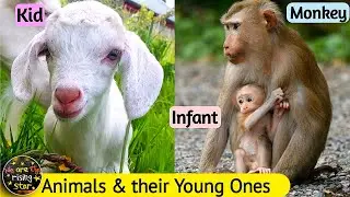 Animals and their Young ones | Animals Name | WATRstar