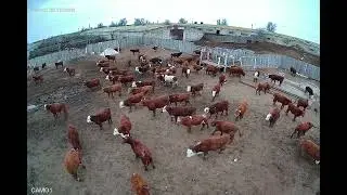 #бычки