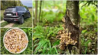 Dargo X, a forest walk for mushrooms