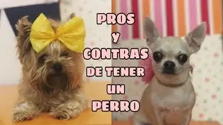 VENTAJAS y DESVENTAJAS de tener un perro