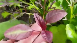 Необычные салаты: Мизуна, Ванька кучерявый