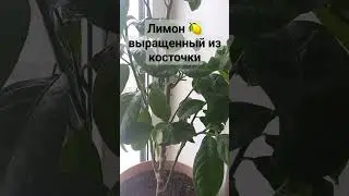 Лимонное дерево из косточки. #лимон #лимонизкосточки #растениянаподоконнике #shorts