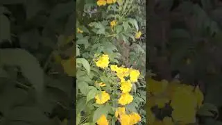 #music #arabic #explore #vlogs #nature #pindwale #pindawale #birds
