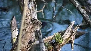 Бобёр на Вифанских прудах.