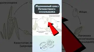 ПЕЧЕНОЧНЫЙ СОСАЛЬЩИК #биологияегэ #зоология #паразитология