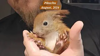 Part 11: Pikachu: August, 2024