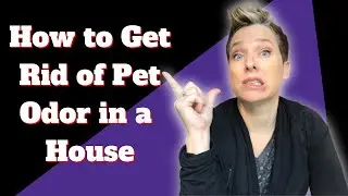 How to Get Rid of Pet Odor in a House