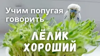 Лёлик хороший Учим попугая говорить