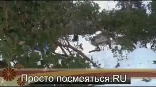Ветка помешала
