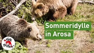 #arosafriday - Paradies in den Bergen | VIER PFOTEN
