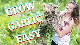HOW TO GROW GARLIC EASY
