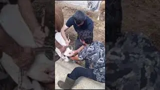Nevşehir’de ineğin boğazına patates takıldı