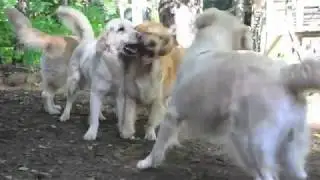 Золотистые ретриверы играют/golden retrievers playing