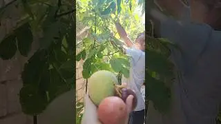 🥭 🥭 🥭 😋 😄