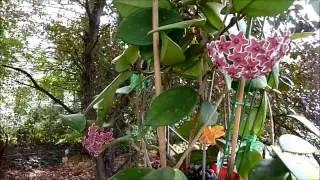 A Visit with Hoya sp. Ban Ngong Ngoy