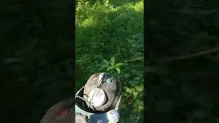 Иж 56 сгонял за черникой