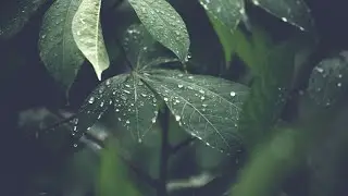 Beautiful Relaxing Music for Stress Relief~ Calming Music ~ Meditation, Sleep,
