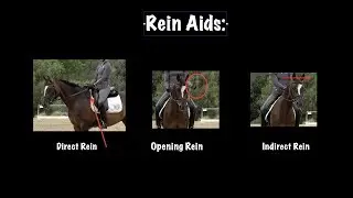 Rein Aids: Direct, Opening, and Indirect Rein Aids