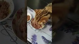 Ребята пробуют новый паштетик😋