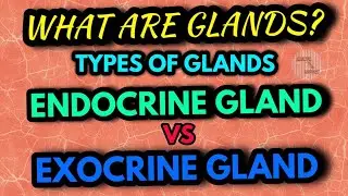WHAT ARE GLANDS? || DIFFERENT TYPES OF GLANDS || EXOCRINE GLANDS || ENDOCRINE GLANDS