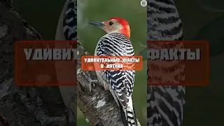 удивительные факты о дятлах #факты #интересно #топчик #птицы