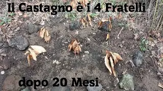 Il Castagno è i 4 Fratelli dopo 20 Mesi