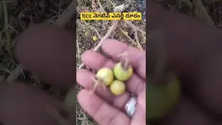 ఈ కాయలు గుప్పెడు చాలు...చెడు శక్తి పెడుతుంది పరుగులు #naturalmedicine #naraghosha