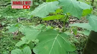 Thorn plant | Dangerous Plant | Unique