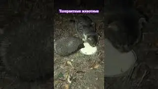 Ёж и кошка в Адыгее