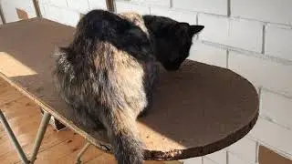 Ремонт гладильной доски