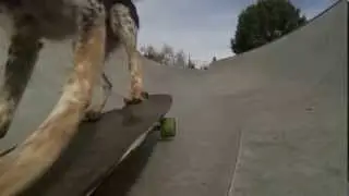 Собака Скейтбордист
