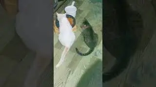 Ang bait ng mga alaga kung pusa .#nocopyrightmusic #bestfriend #pets