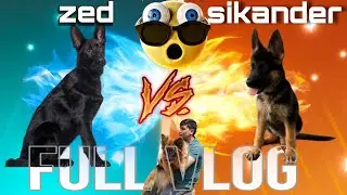 Zed vs Sikander vlog #impulsecontrol #dogtraningindia #Germanshepherd