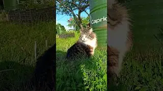 зелёнка 😸 