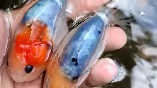Blue base Calico Ranchu GOLDFISH || Goldfish 2022