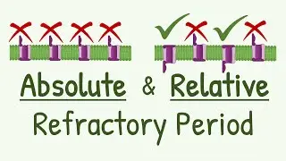 Why the Membrane Becomes Un-Responsive || Absolute & Relative Refractory Period